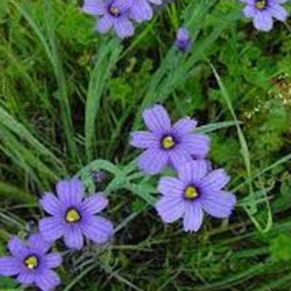 Blue Wildflower Seed Mix 200 Organic Native USA Wildflowers for Garden Planting - Native Wildflower Seeds