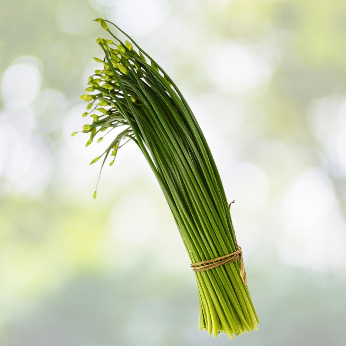 500 Garlic Chive Seeds - Heirloom Non-GMO Chinese Chives - Allium tuberosum for Planting