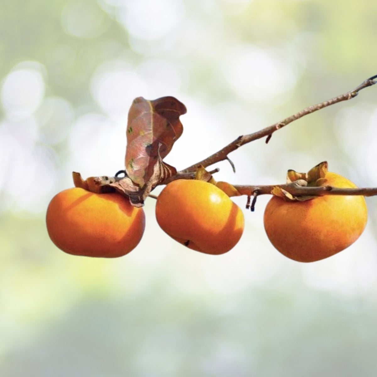 American Persimmon Trees 6" Sapling Seedlings Diospyros Virginiana Edible Fruit - 2 Pack Live Plants