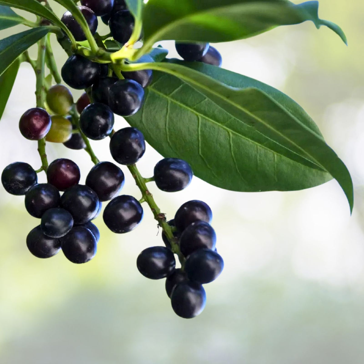 Cherry Laurel Cuttings 5 8" Fresh Unrooted Shrubs Hedges Prunus laurocerasus Organic