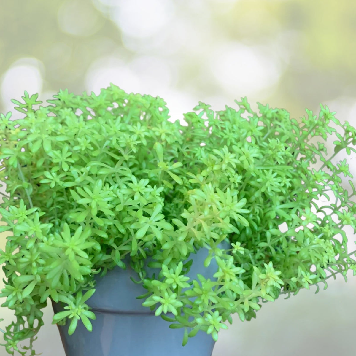 Sedum Golden Moss Live Plant 6" Pot - Goldmoss Stonecrop (Sedum acre) Evergreen Ground Cover with Yellow Flowers