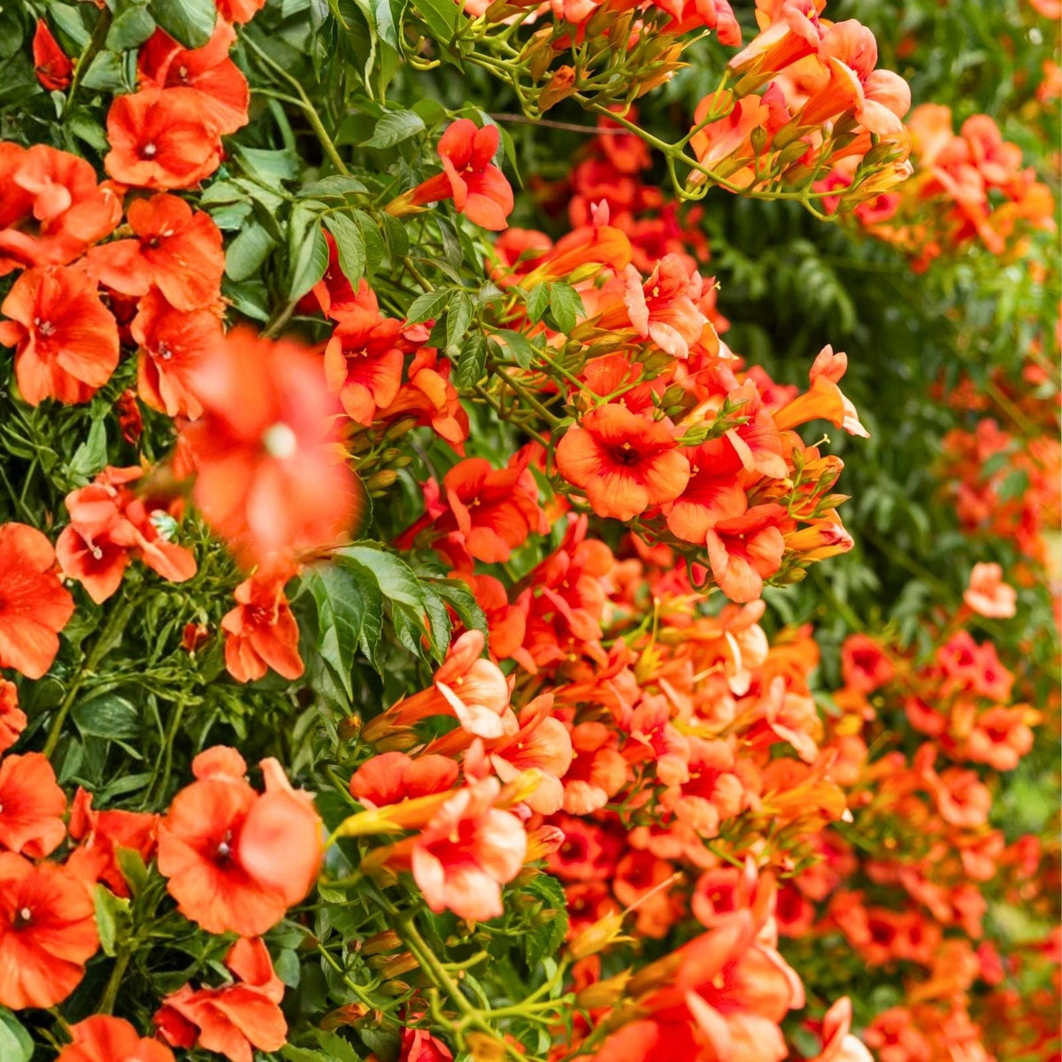 Trumpet Creeper Seeds - 100+ Perennial Flower Vine Seeds - Campsis radicans - USA Seller