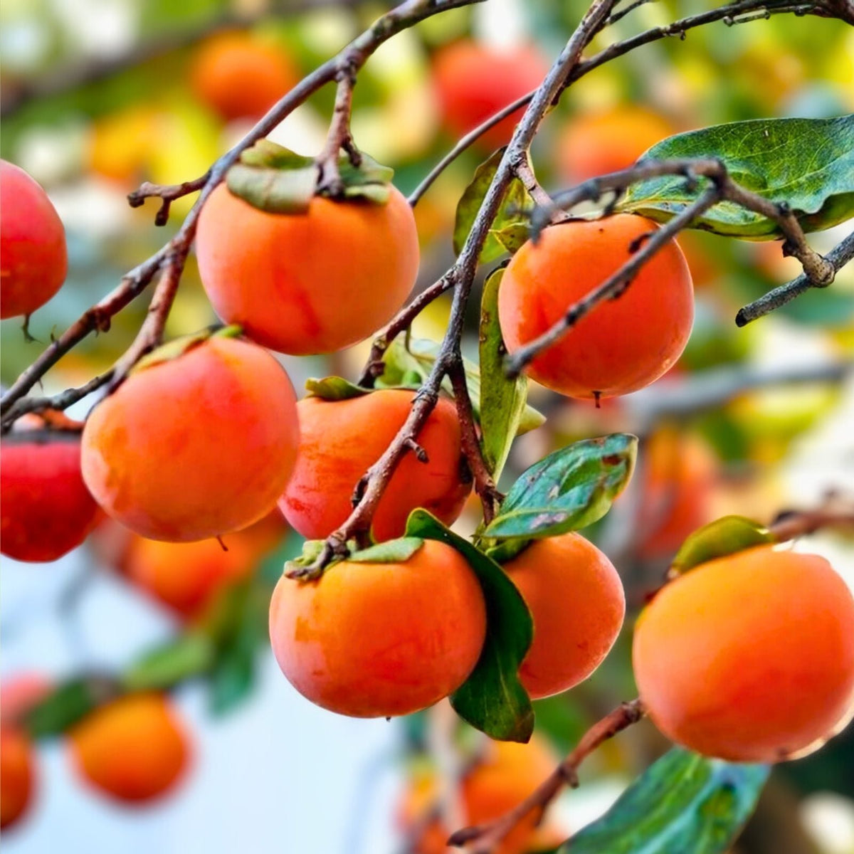 Grafted Fuyu Persimmon Tree 3 Gallon - Diospyros kaki - 3-4 Feet Tall, Ready to Plant with Pot and Soil