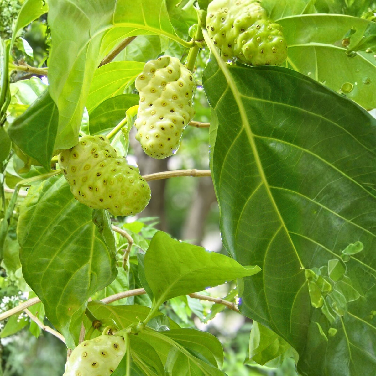 Noni Plant 3 Gallon - Morinda citrifolia - Tropical Fruit for Home Garden, Indoor or Outdoor Plant