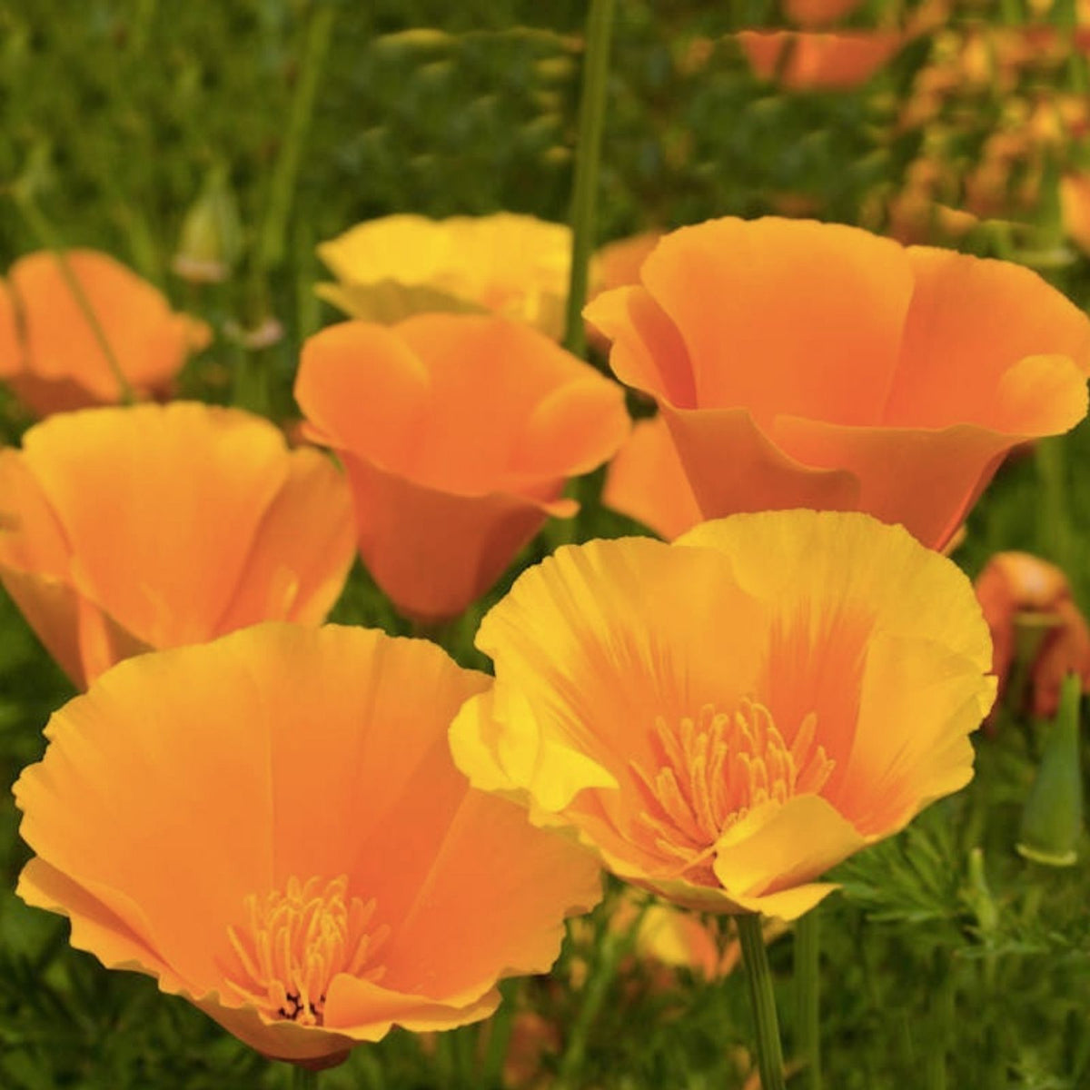 California Poppy Flower Seeds – 5,000 Count – Eschscholtzia californica Wildflower Seeds for Garden Planting