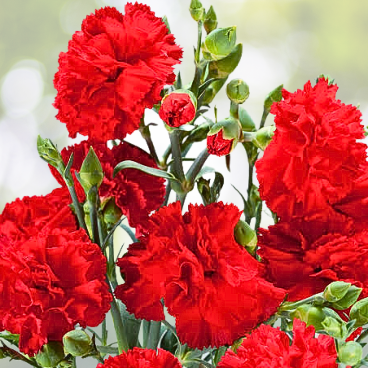 Carnation Seeds - 200 Non-GMO ETINCELLANT RED Fragrant Cut Flowers - Dianthus caryophyllus