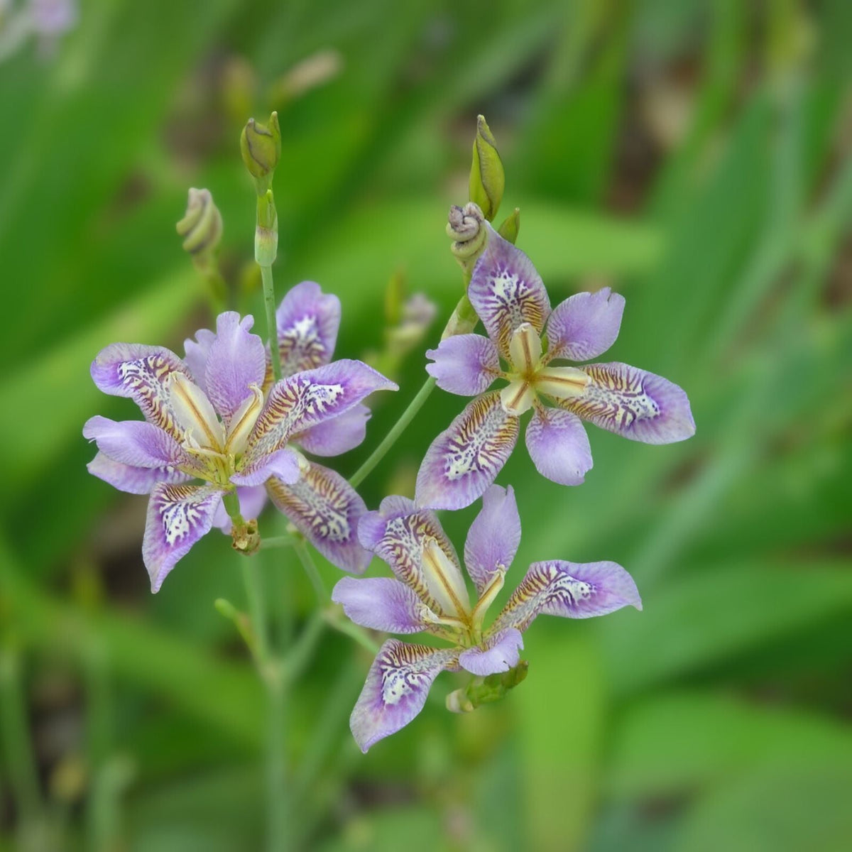 Crested Dwarf Iris Bareroot 10-Pack Organic Transplant Iris cristata Native Wildflower Sustainable Garden