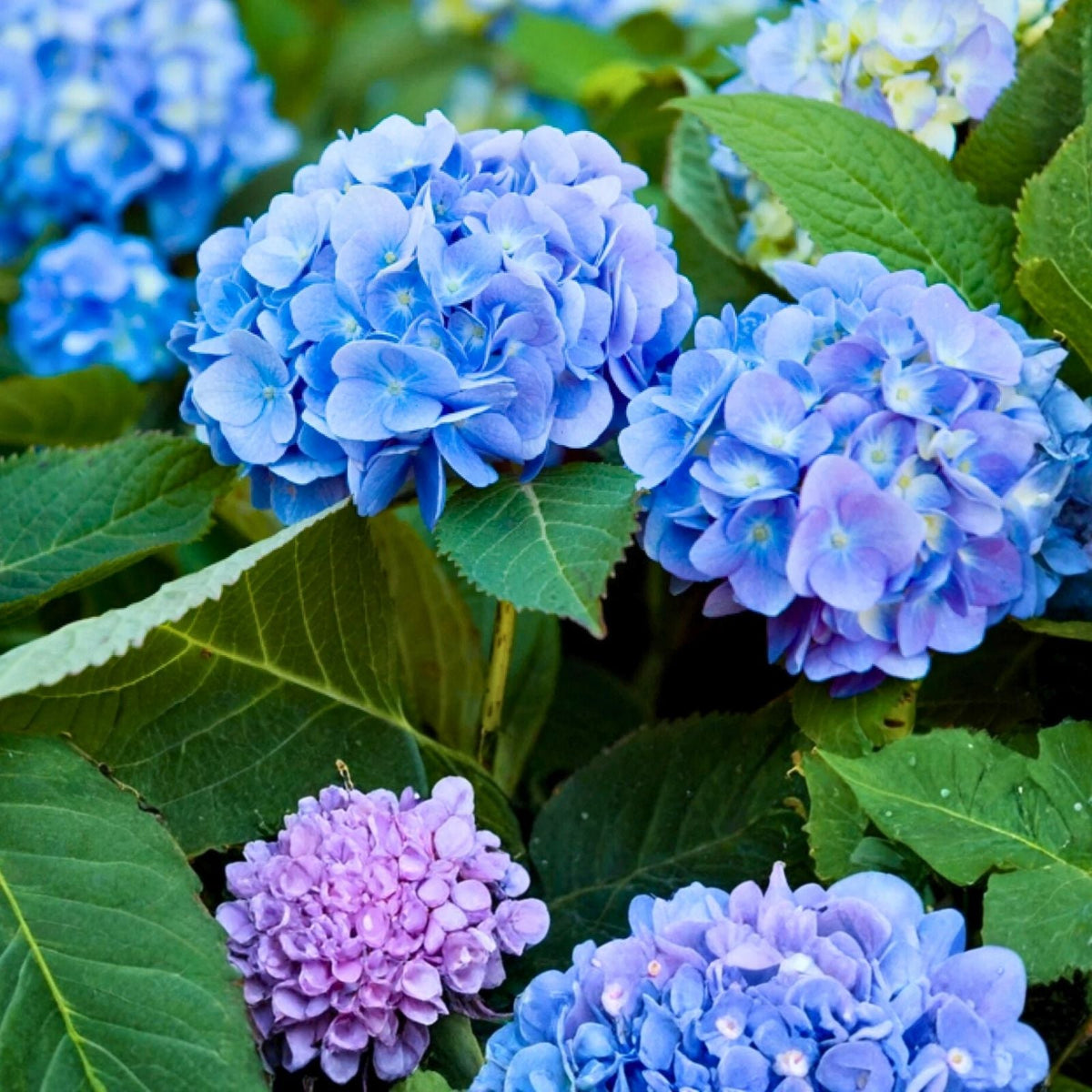 Hydrangea Cuttings 4-6" Ice Pink Purple White Flowers Variegated Foliage Hydrangea macrophylla - 5+2 Free