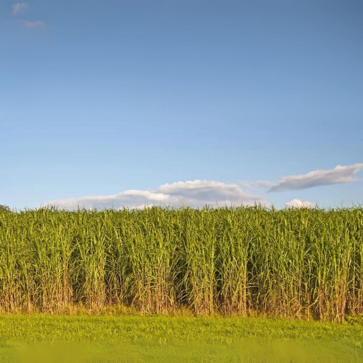 Switchgrass Seeds - Hardy Prairie Grass for Planting - Fast Growing Biofuel - Panicum virgatum