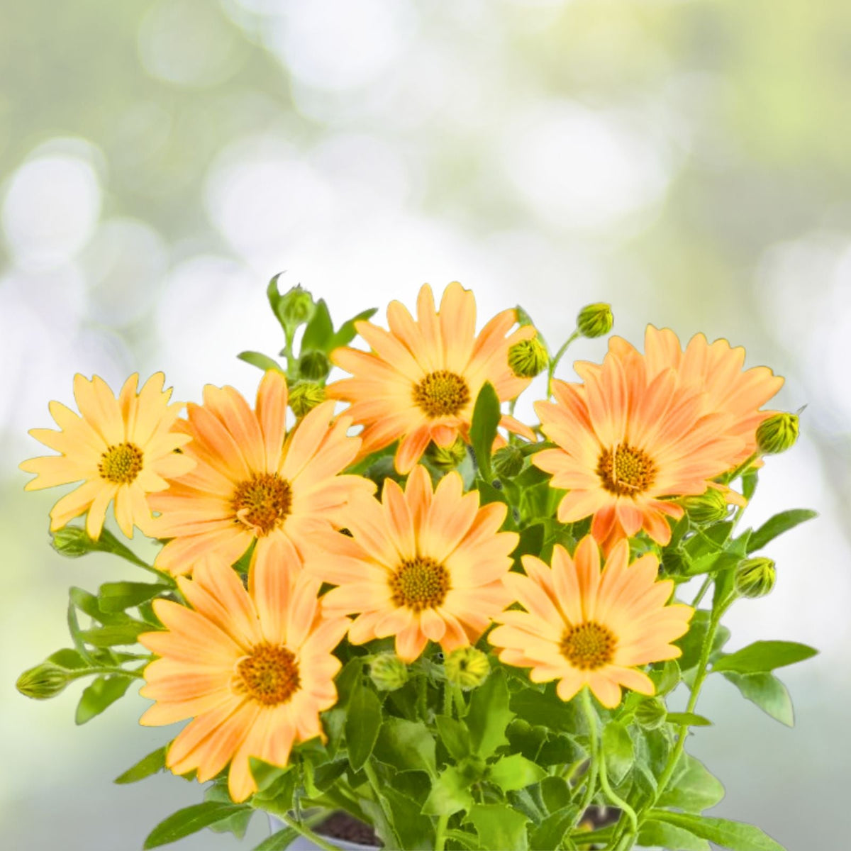 African Daisy Plant, 5-Inch Pot, Cream and Yellow, Perennial, Osteospermum