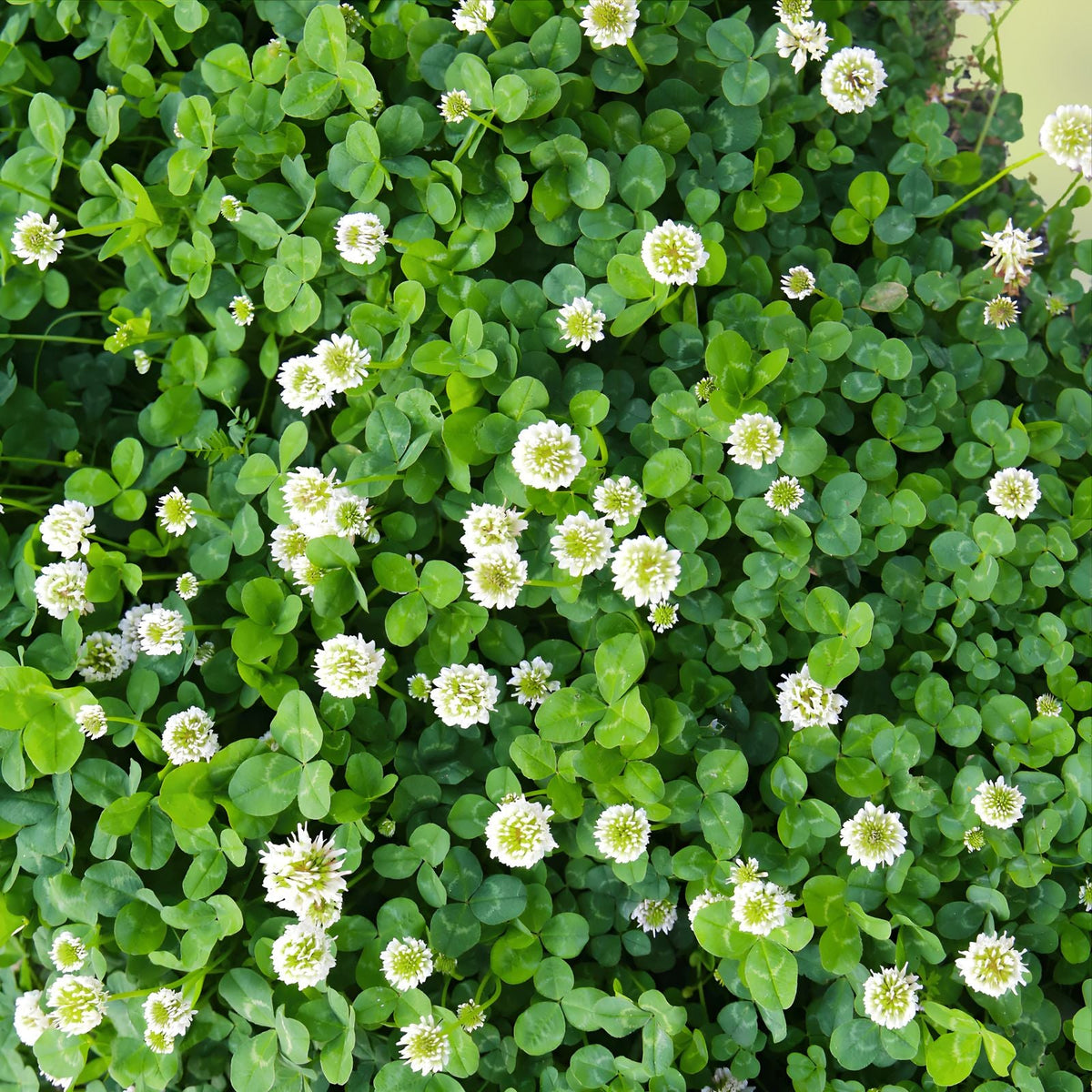 White Alyssum Clover 250 Seeds – Ground Cover, Drought Tolerant, Low Maintenance, Snow White Thyme, Ornamental Plant