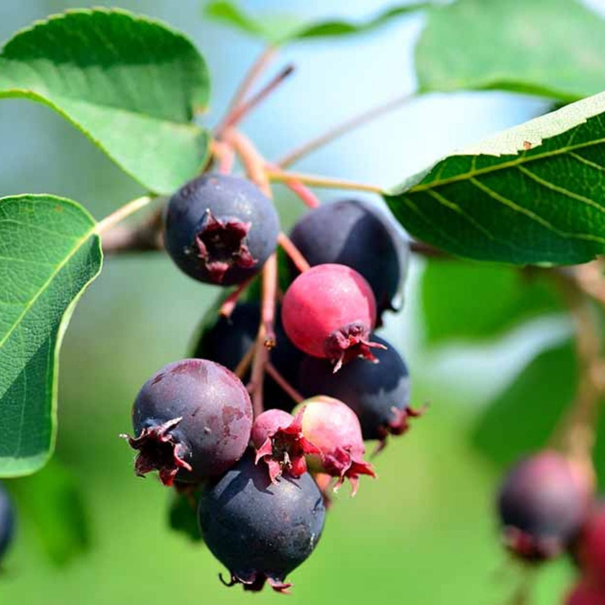 Saskatoon Serviceberry 30 Seeds - Hardy Fruit Bush Seeds - Amelanchier alnifolia - Edible Berry Planting Seeds