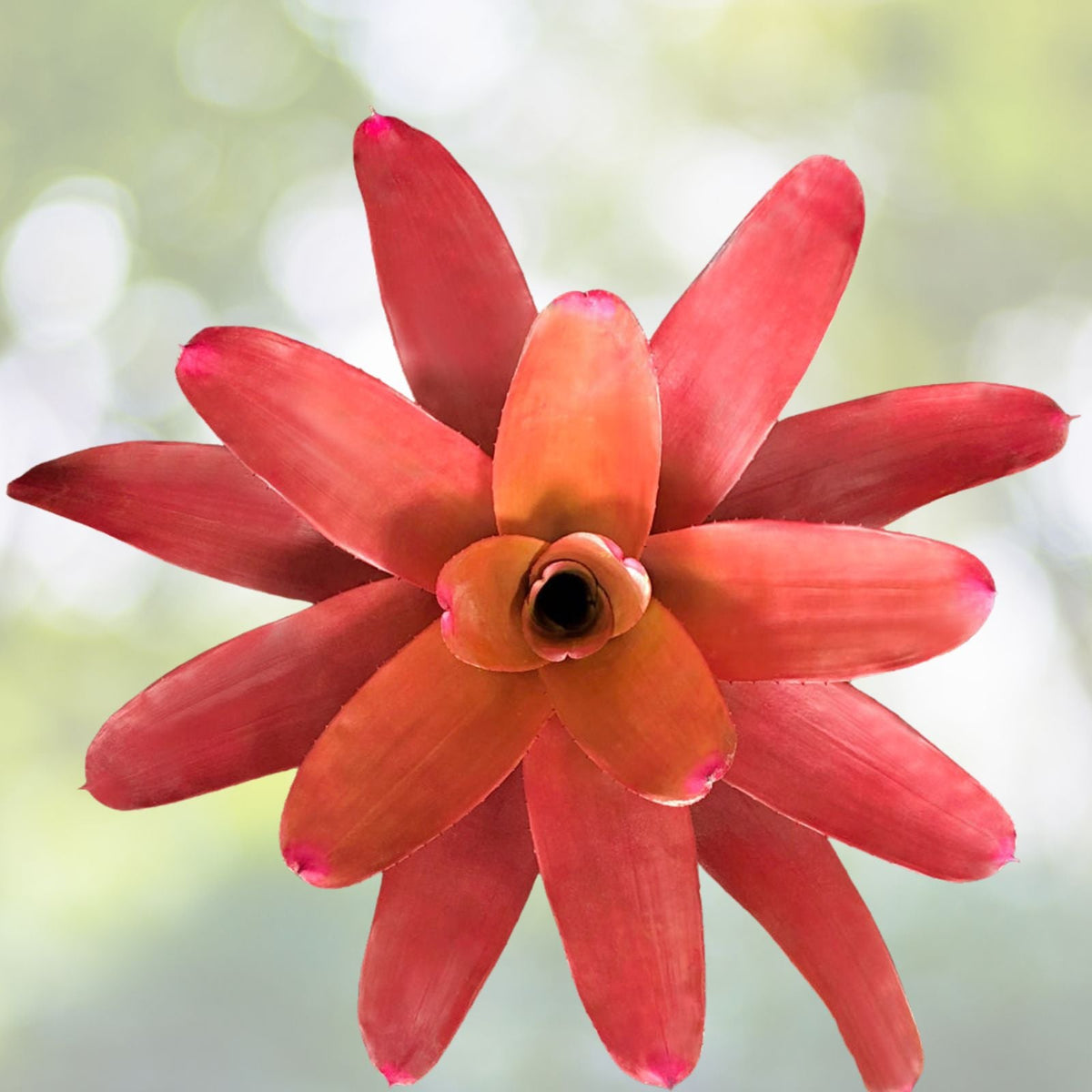 Neoregelia 'Petra' Plant in 6" Pot - Tropical Bromeliad for Indoor Gardening - Houseplant Decor