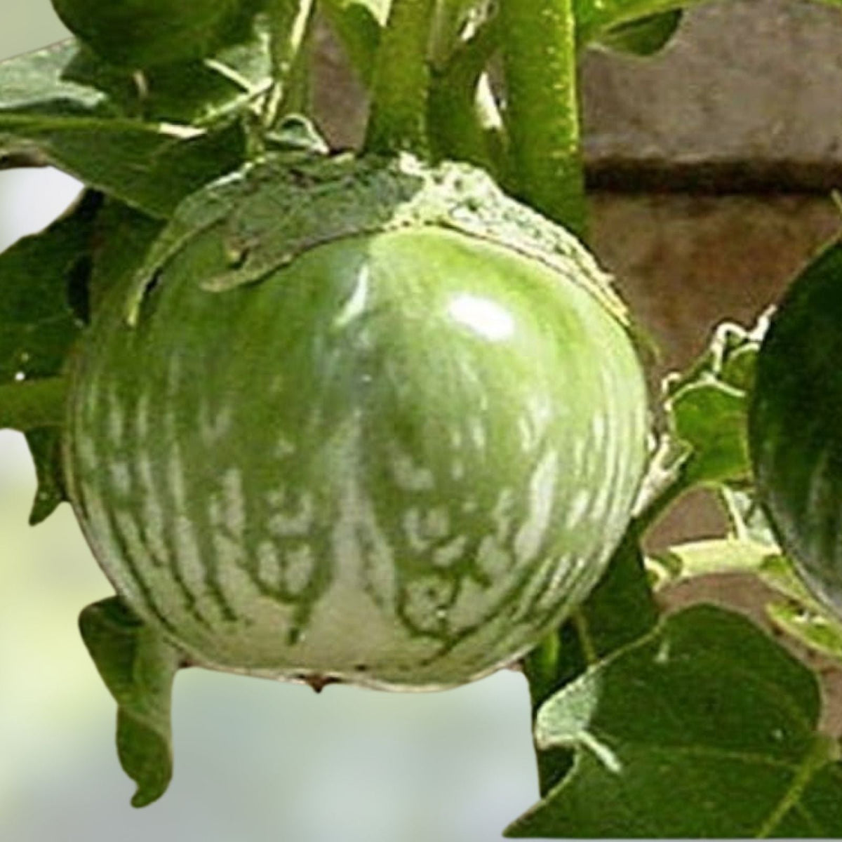 Kermit Eggplant Seeds – 20+ Round Thai Eggplant Seeds, Solanum melongena, Edible Fruit, Heirloom Vegetable Seeds