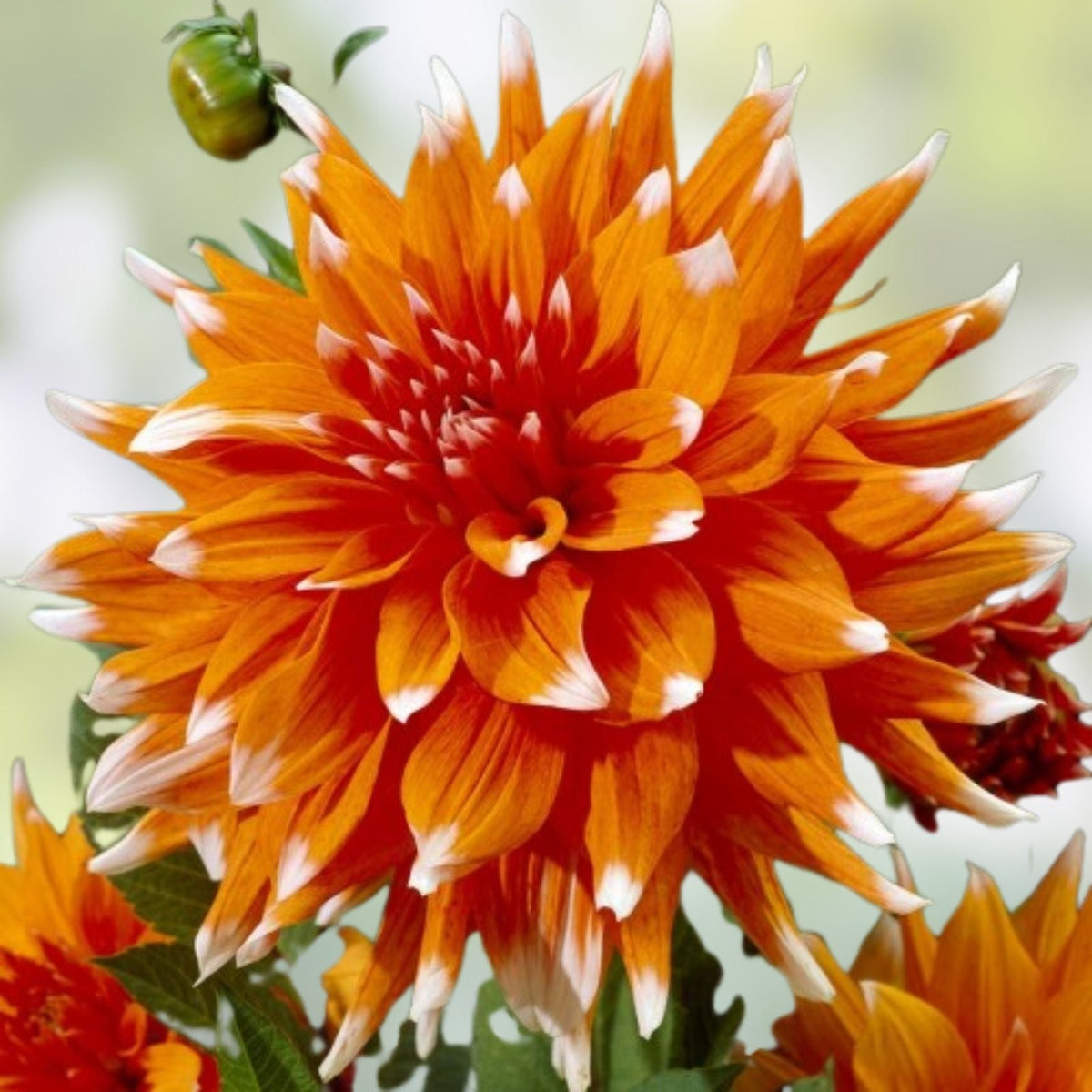Dahlia Tuber Cactus Variety Live Plant – Orange and White Tips, Full Sun, Dahlia pinnata