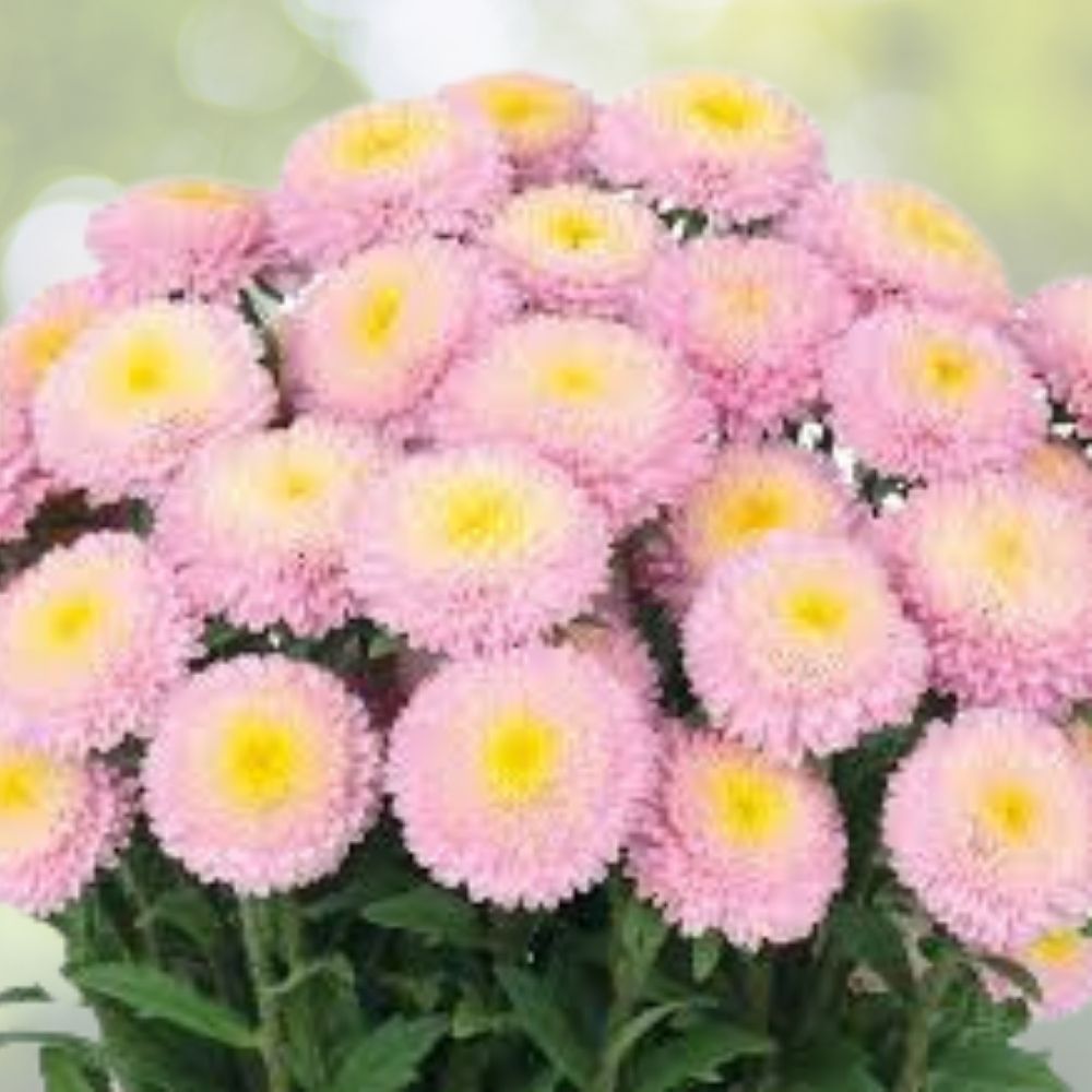 Bonita Shell Pink Aster Seeds 30 Pack - Aster novae-angliae - USA Grown Garden Flower Seeds