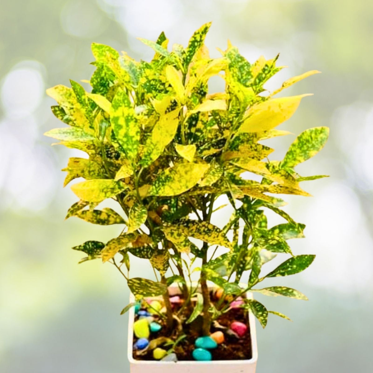 Croton Plant 5 Gallon Pot Variegated Leaves Codiaeum variegatum Live Houseplant Tropical Indoor Decor
