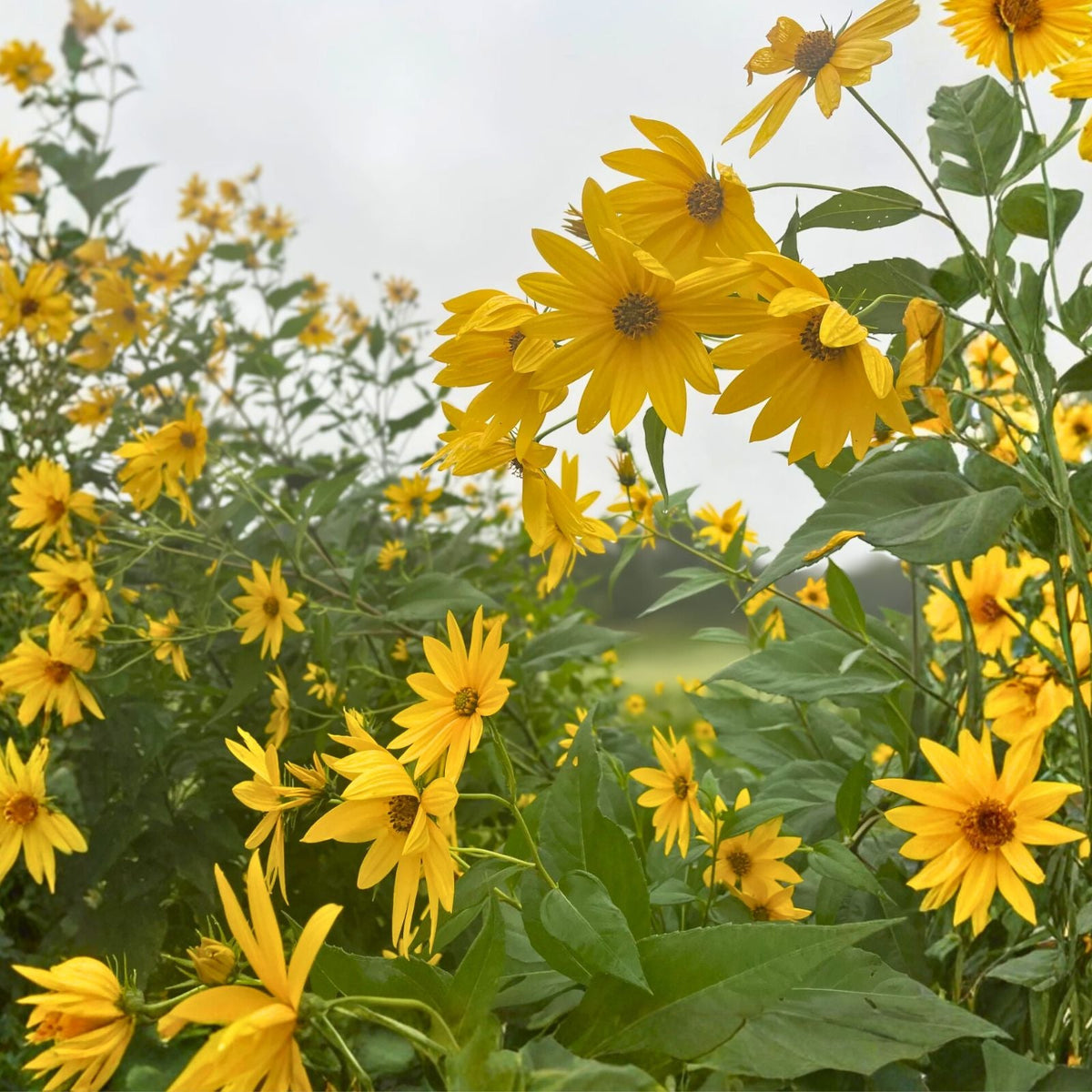 Organic White Sunchoke Tubers for Planting - Non-GMO Jerusalem Artichoke - Helianthus tuberosus - Heirloom Vegetable Garden