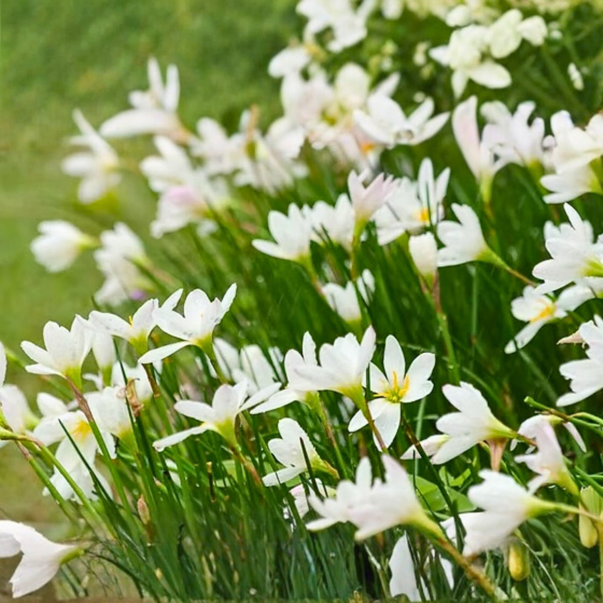 Rainlily 10 Bulbs White Zephyr Lily Zephyranthes Amaryllidaceae Fairy Lily Rain Flower