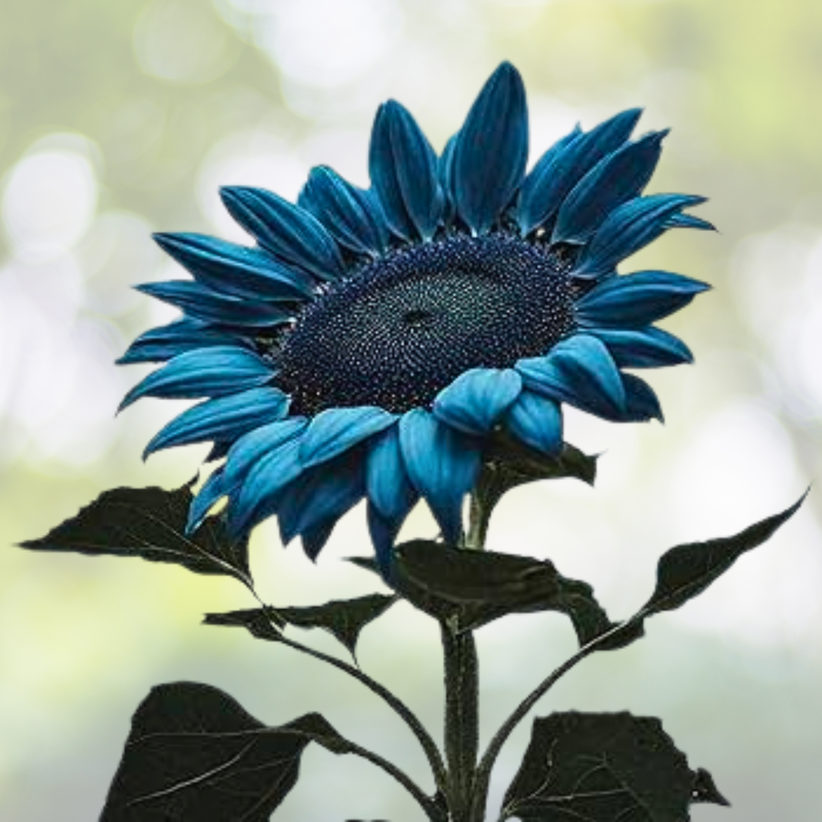 Midnight Oil Blue Sunflower Seeds - 50PCs Pack - Rare Bonsai Black Hybrid - Helianthus annuus