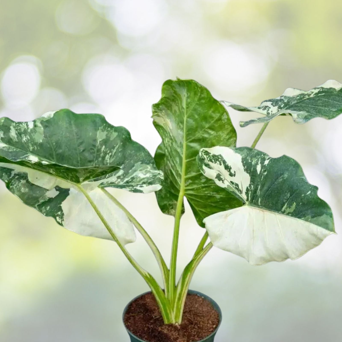 Alocasia Macrorrhiza Variegata 6" Pot - Giant Taro Plant with Variegated Leaves - Unique Houseplant Decor - Elephant Ears