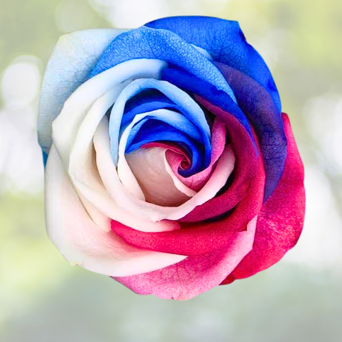 Rare Three-Color Rose Seeds - 20pcs Vibrant Elegance Blooms for Home Potted Garden - Rosa spp.