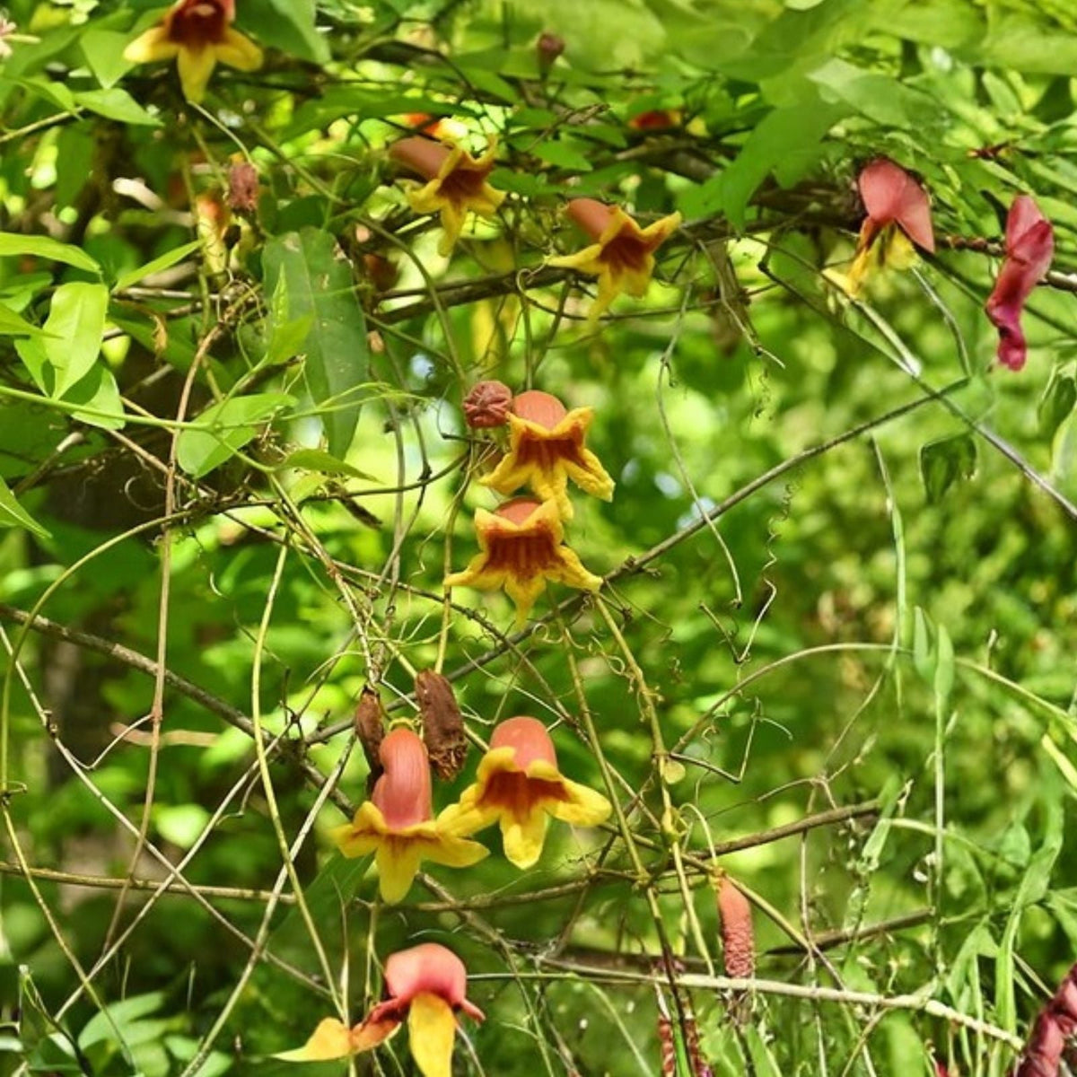 Crossvine Live Plants 2-Pack, Bignonia capreolata, Native Hummingbird Attractor, Vibrant Orange-Red Blooms