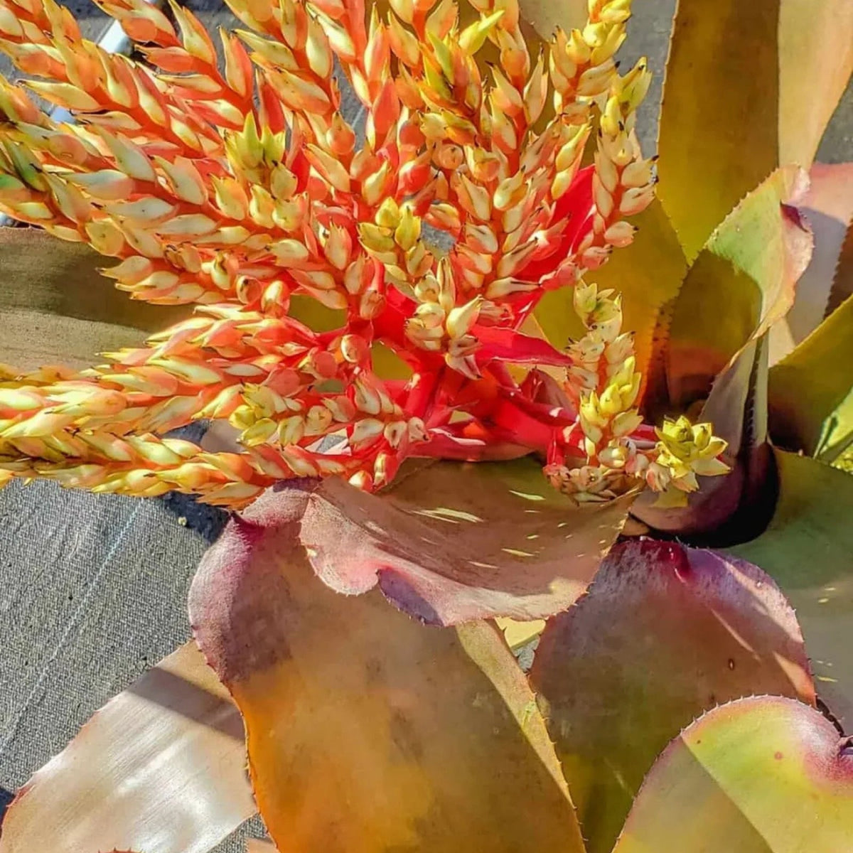 Aechmea 'Big Ben' Bromeliad Plant - 9" Tropical Foliage with Architectural Leaves - Indoor/Outdoor Garden Plant