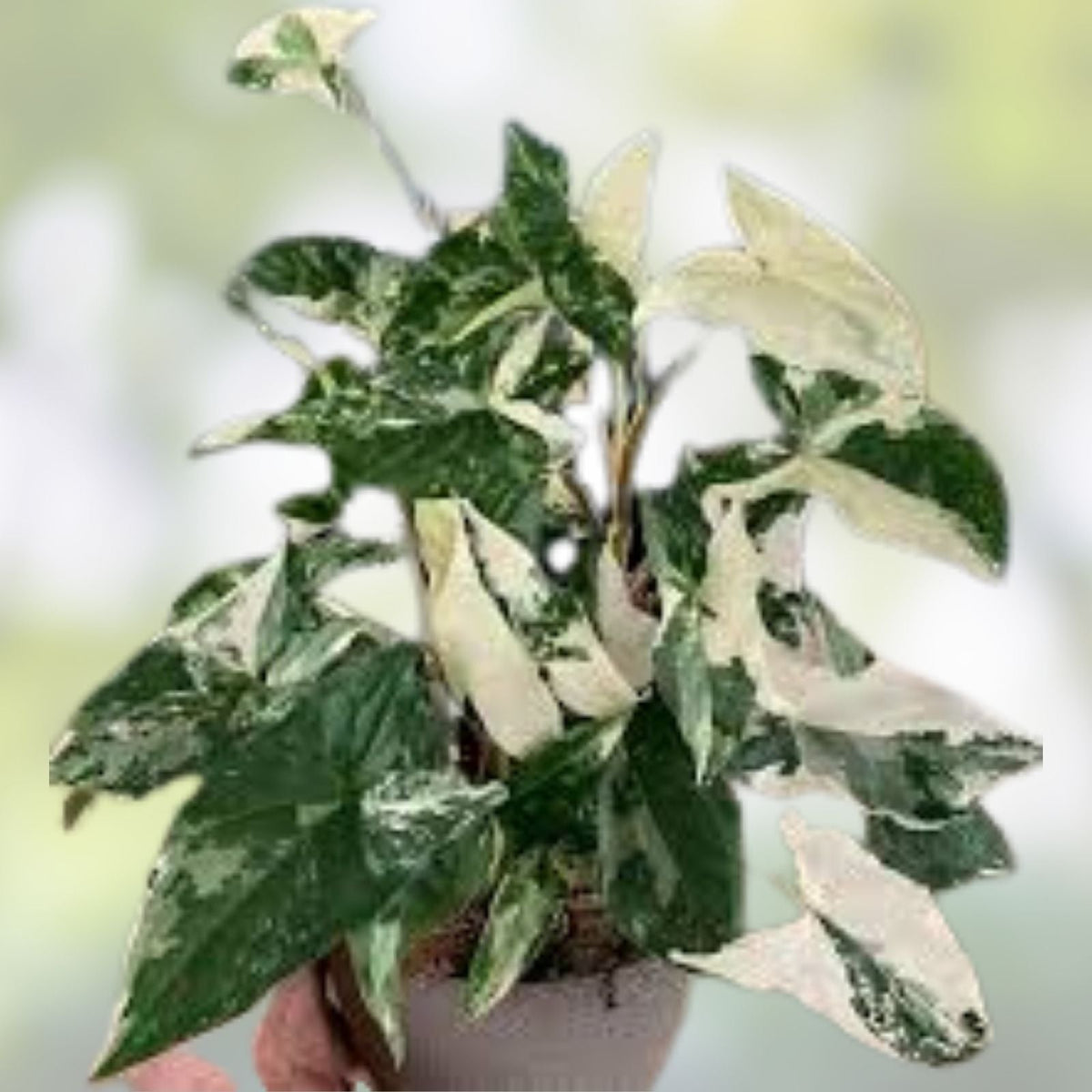 Variegated Syngonium Cuttings - Two Albo Podophyllum - Rare Houseplant for Collectors - Indoor Plant, Variegated Green and White Foliage