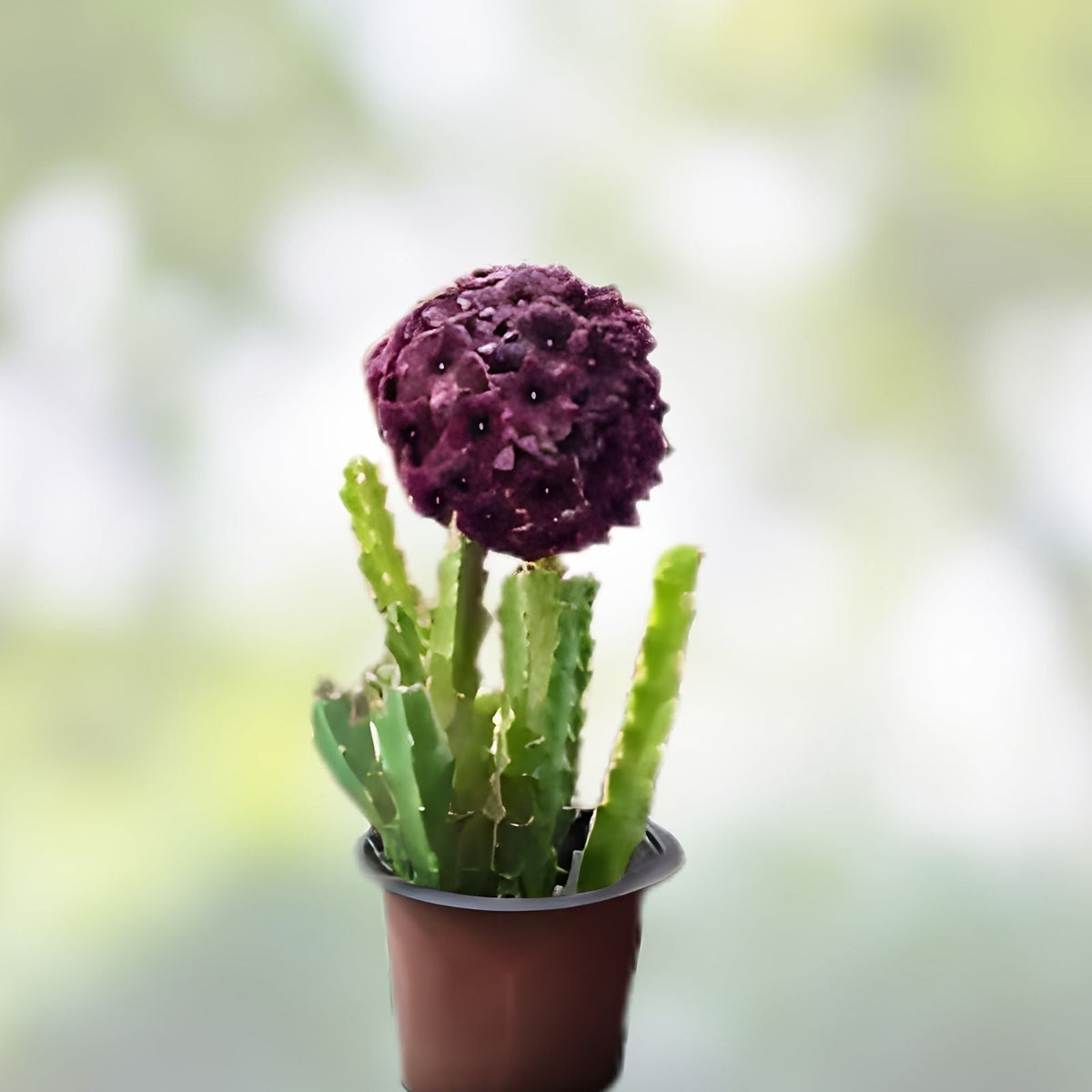 Caralluma Umbellata Potted Plant – 3.5" Rare Succulent, Well Rooted, Healthy Green Growth for Indoor Gardening