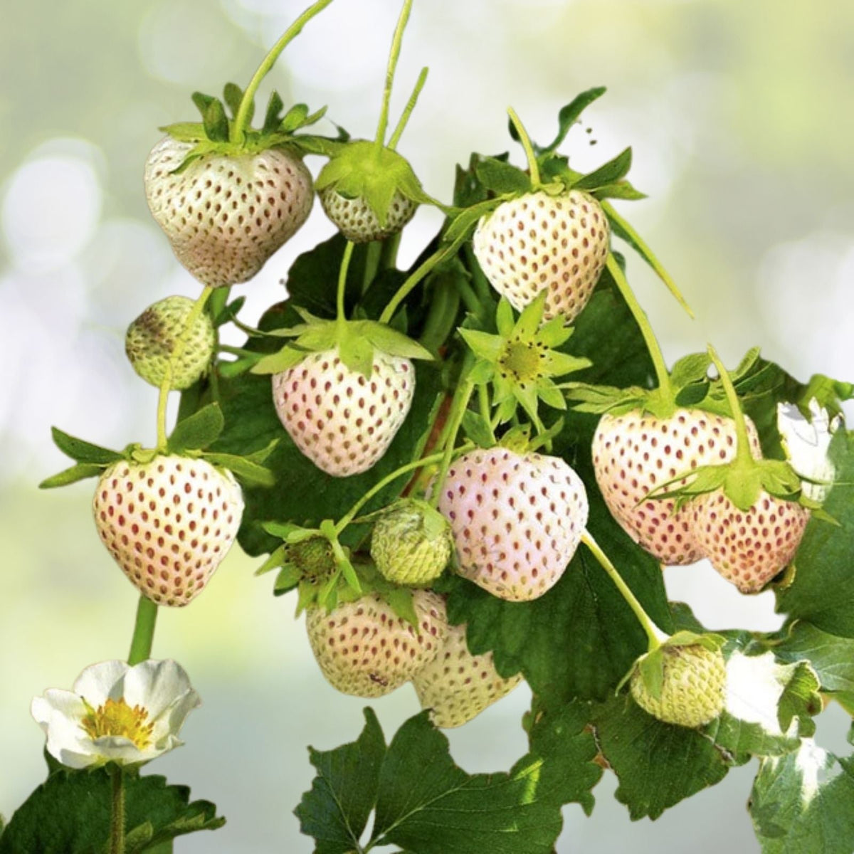 White Strawberry Seeds - 100+ Pineberry Hula Berry - Alpine Berry - Perfect for Container Garden - USA Grown