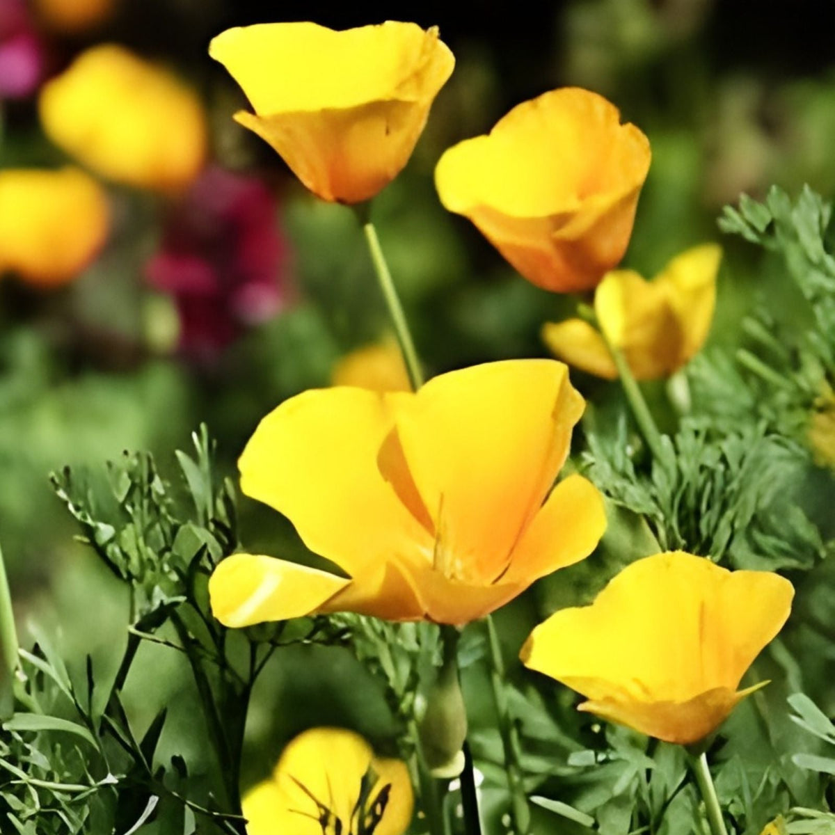 California Ballerina Poppy Mix Seeds - Organic 200 Pack, Papaver rhoeas, USA Grown, Free Shipping