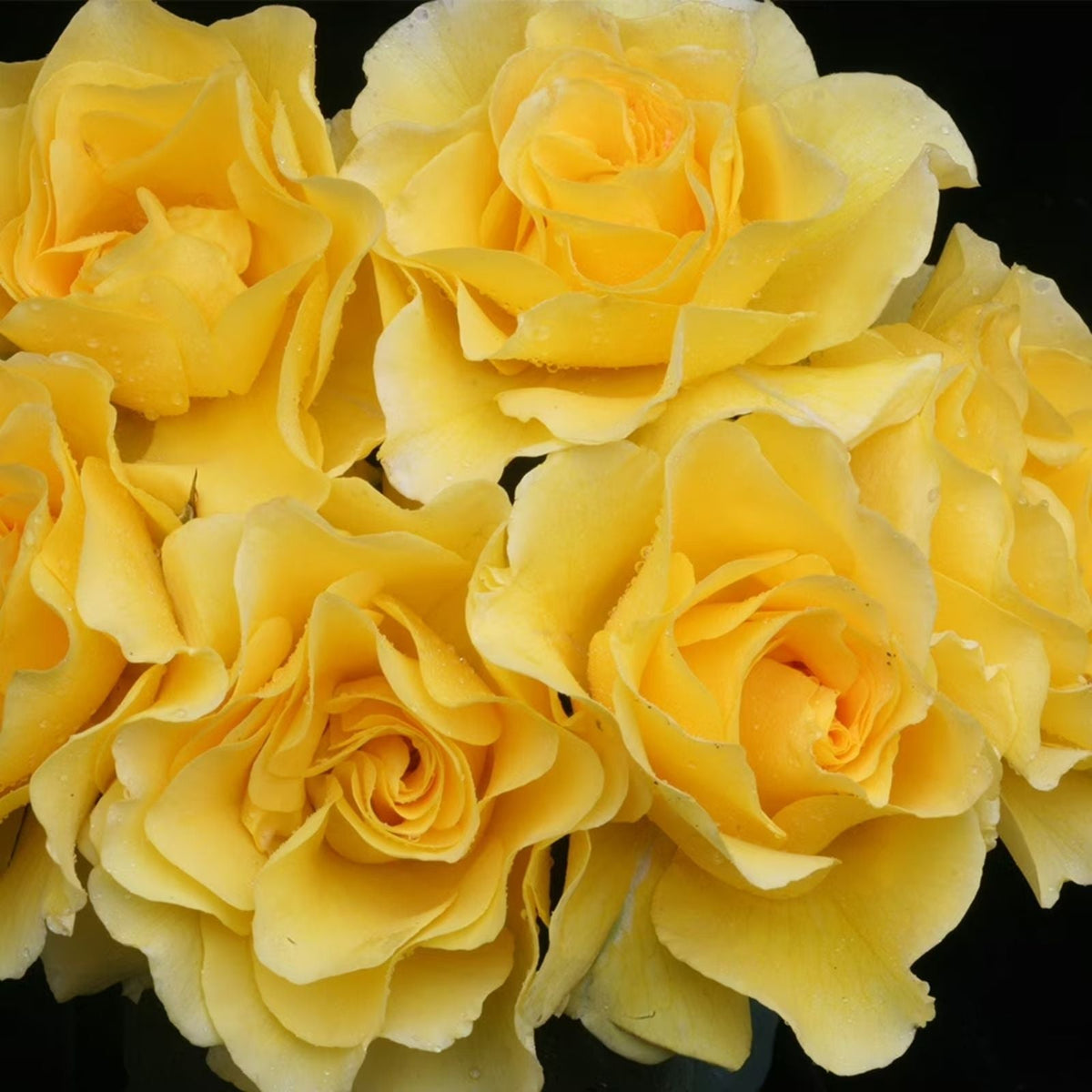 Sunsprite Rose Bush Live Plant – Size 1 Gallon, Golden Yellow Floribunda, Fragrant Shrub, AARS Award Winner, KORresia 1973