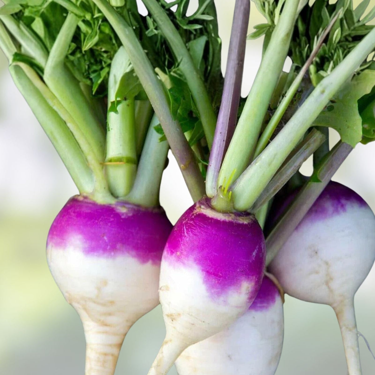 Tokyo Long White Onion Seeds – Heirloom Variety for Salads and Cooking – Allium fistulosum – 25+ Seeds