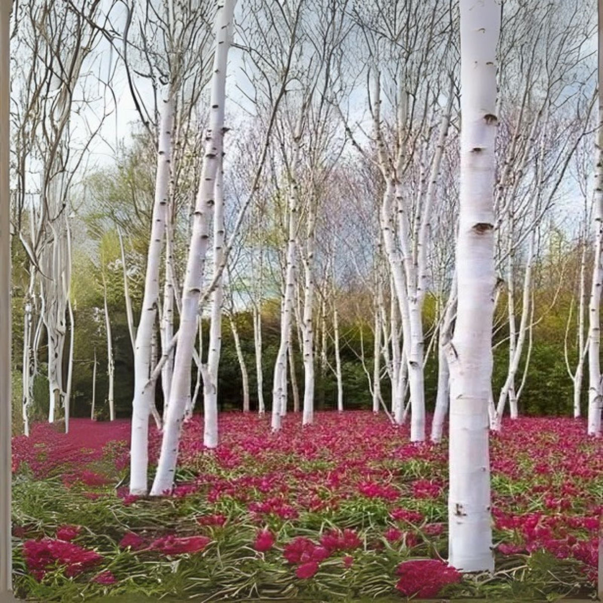 White Paper Birch Seedlings - Betula papyrifera - Stunning White Foliage for Planting