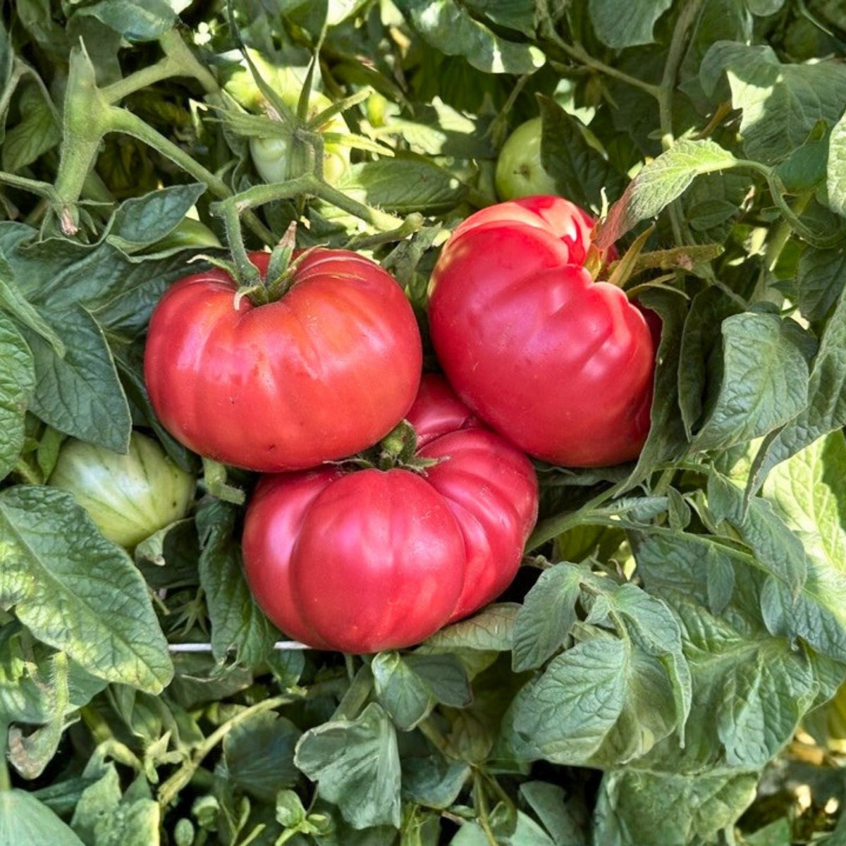 Brussel Sprout Seeds 500 Heirloom Non-GMO Long Island Variety Brassica oleracea Vegetable Seeds