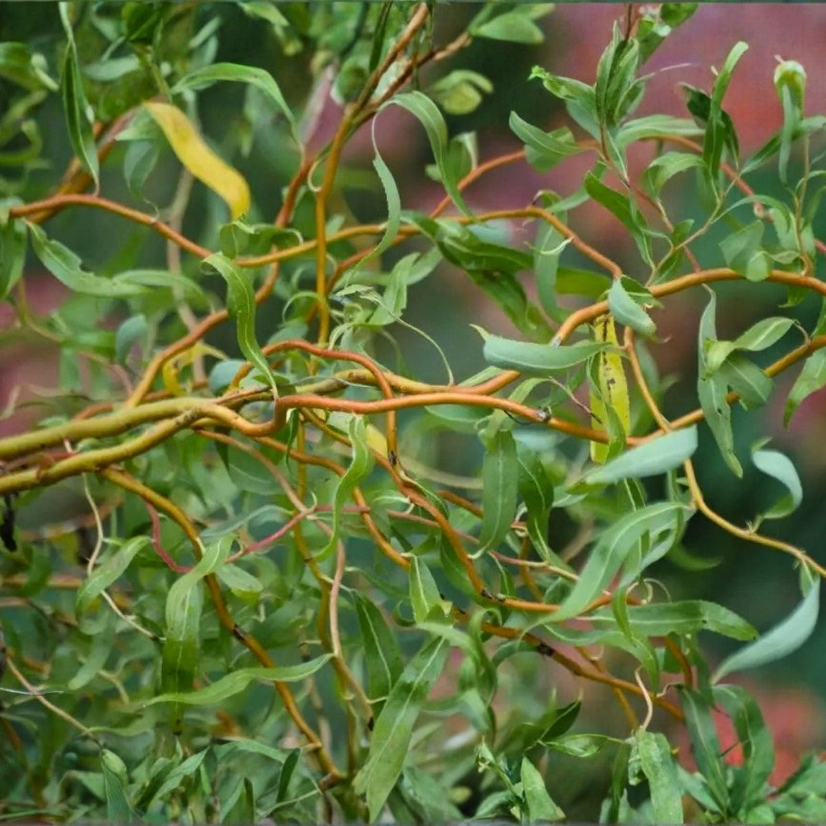 Corkscrew Willow Tree Cuttings Set of 10 Unrooted Salix babylonica 'Tortuosa' Unique Twisted Branches