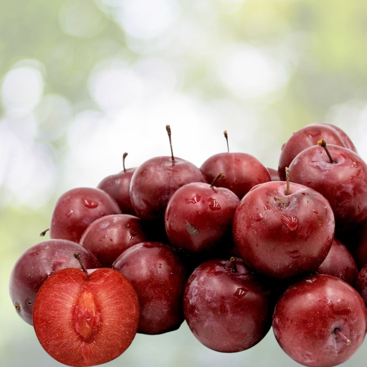 American Plum Flowering Fruit Tree Shrub, Prunus Americana, Zones 3-8, Ideal for Gardens and Landscapes