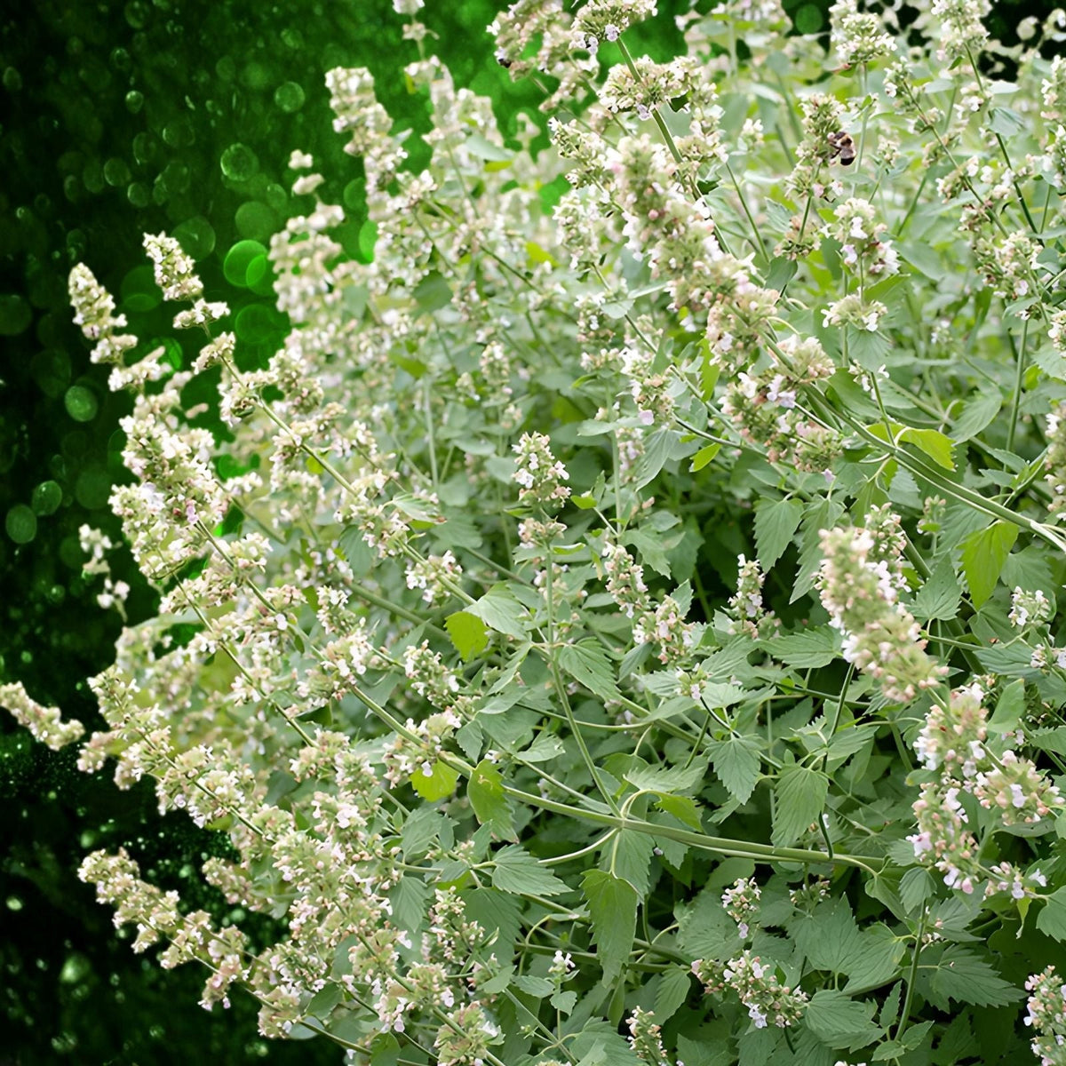 Catnip Seeds 50+ Heirloom Organic Nepeta cataria Hardy Herbal Plant for Gardens Zones 3-9