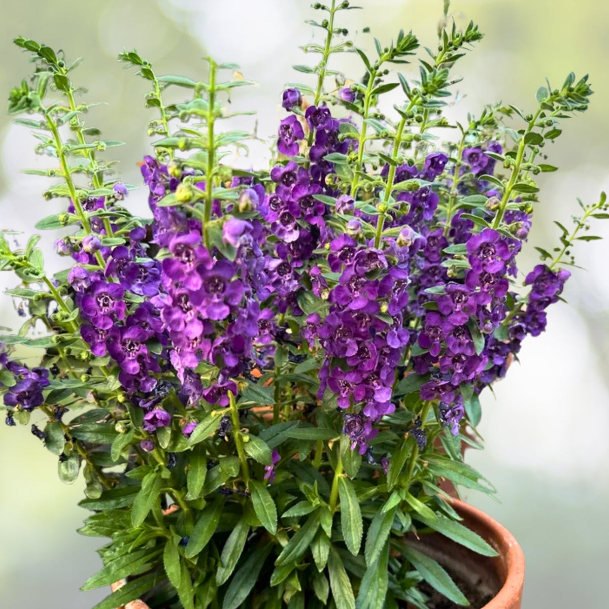 Vibrant Angelonia Plant 6" Pot, Summer Snapdragon, Heat-Tolerant Flowers, Angelonia angustifolia
