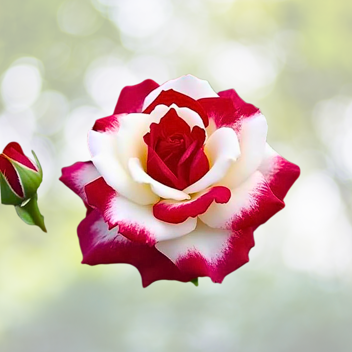 Rare Twin Roses Seeds - 20pcs Non-GMO Heirloom Variety in Stunning Sunset Hues - Perfect for Gardens and Floral Arrangements