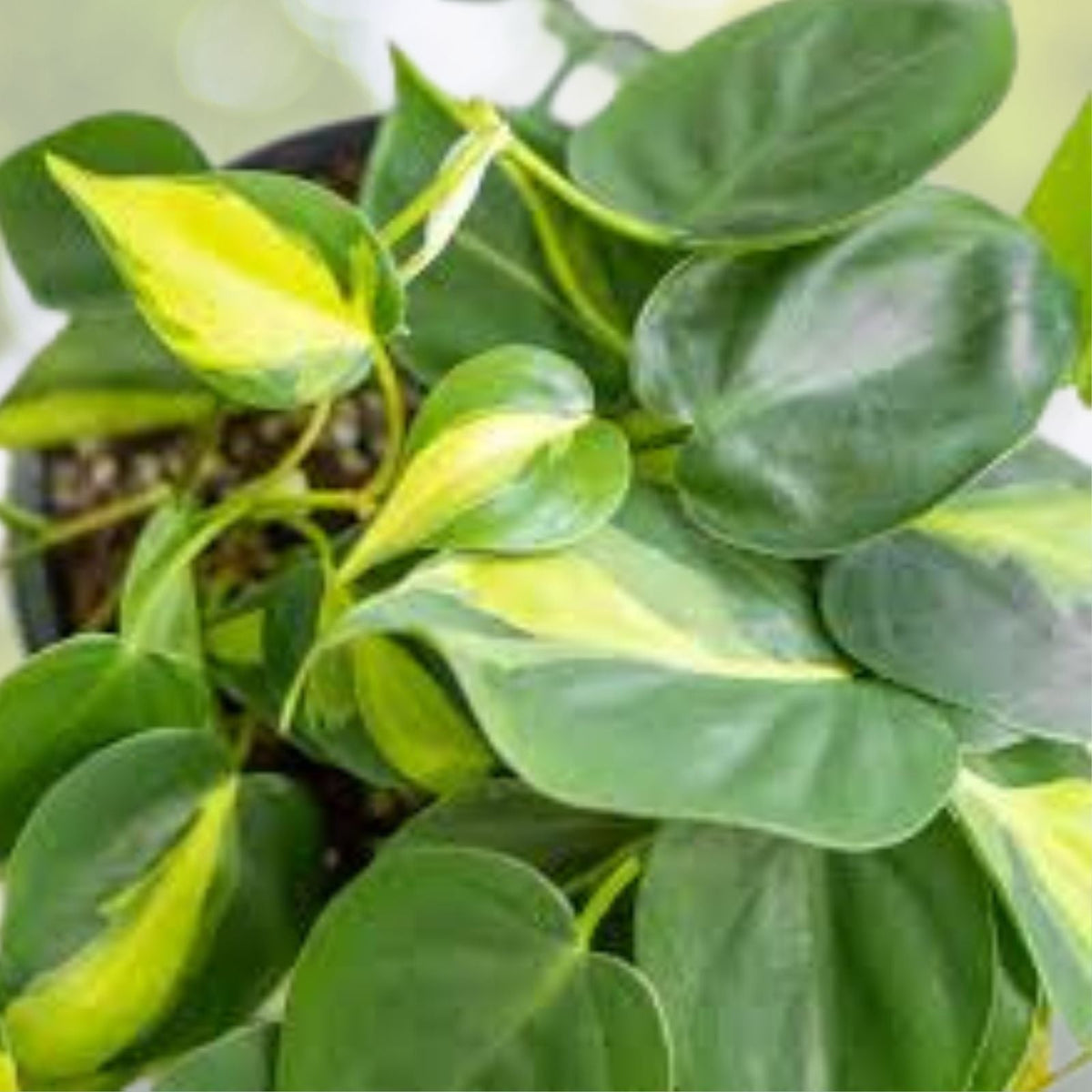 Philodendron Brasil Live Starter Plants 4 6" Tall Foliage Houseplants Philodendron hederaceum var. Brasil
