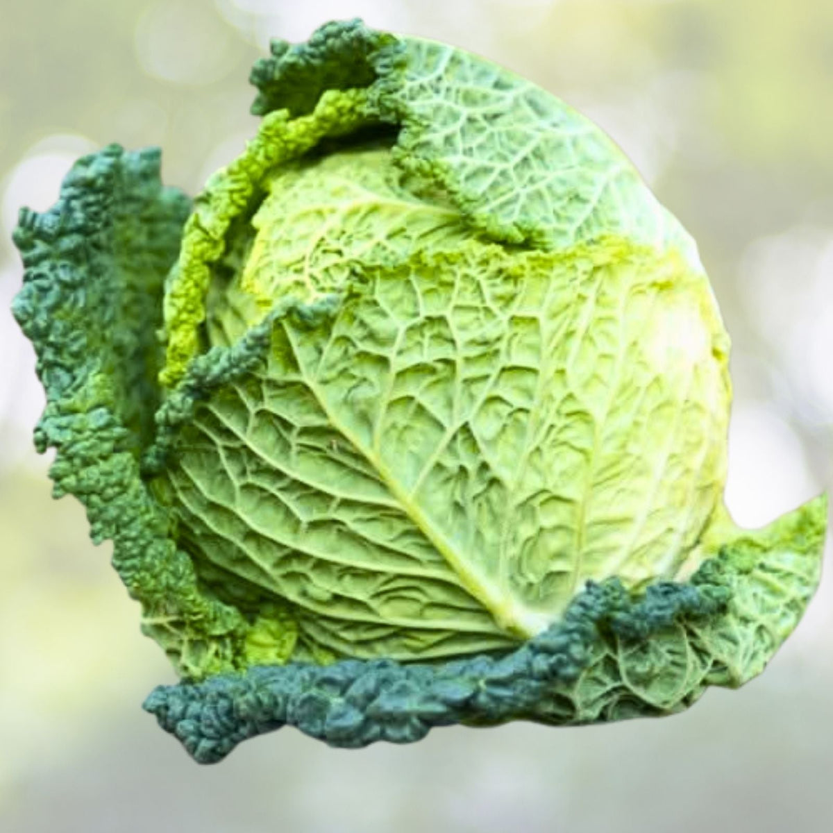 Savoy Perfection Cabbage Seeds | NON-GMO Heirloom Green Varietal | Brassica oleracea