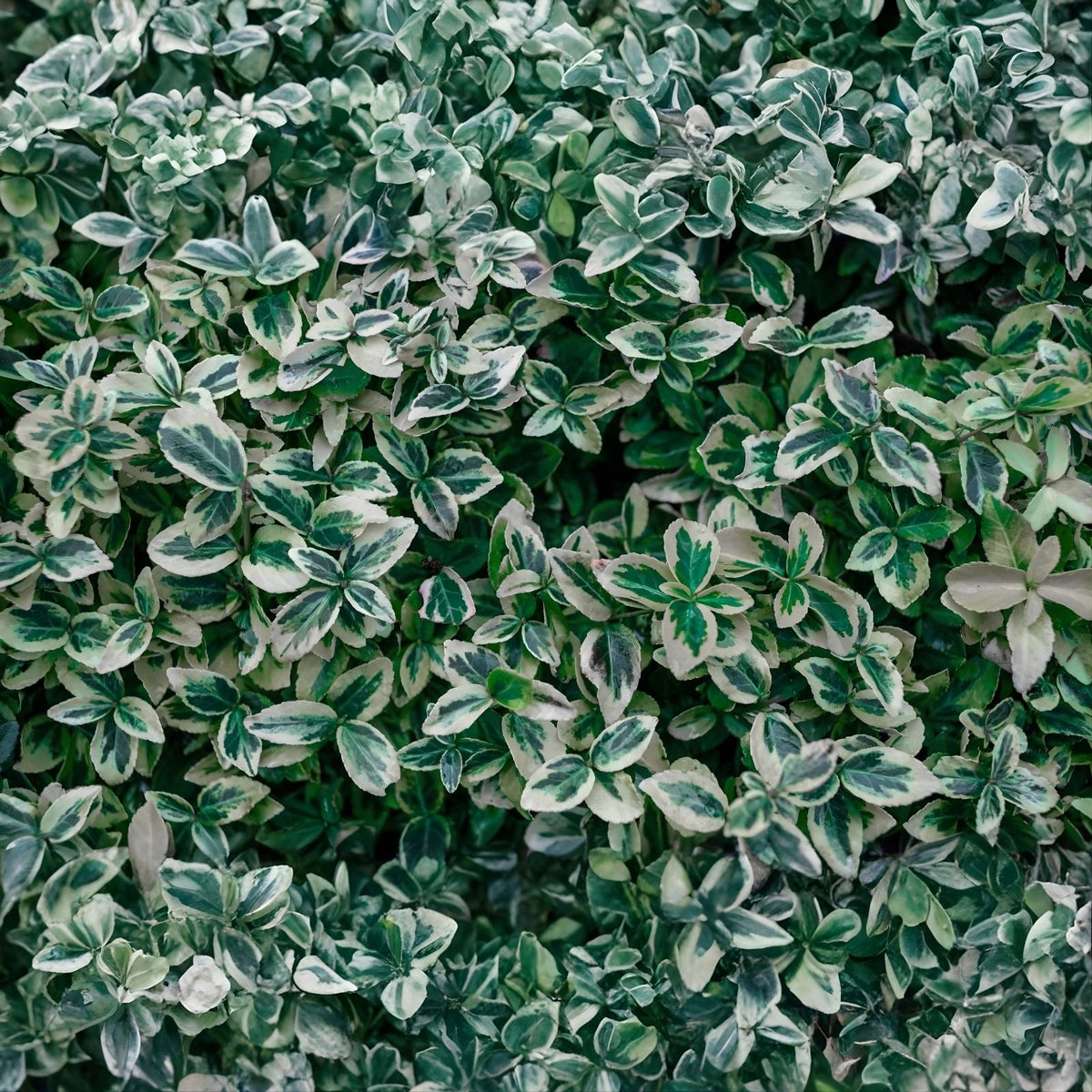 Wintercreeper Cuttings Set of 12, Euonymus fortunei Unrooted Ground Cover Vine, Easy to Root Perennial Planting Material