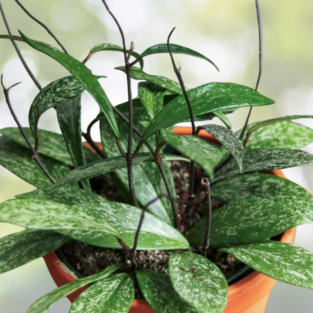 Hoya Publicalyx Splash Plant 3" Pot, Purple Flower, Wax Plant, Indoor Houseplant, Air Purifying, Easy Care, 8 Pack Lot