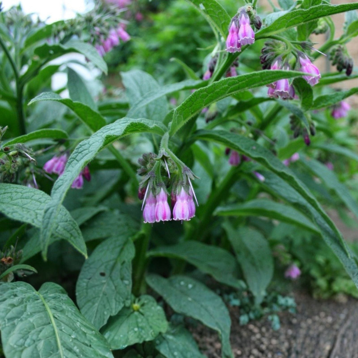 Comfrey Root Cuttings 5 Pack Russian Bocking 14 Symphytum × uplandicum 1-3 Inch Herbal Plant for Garden Fertilizer