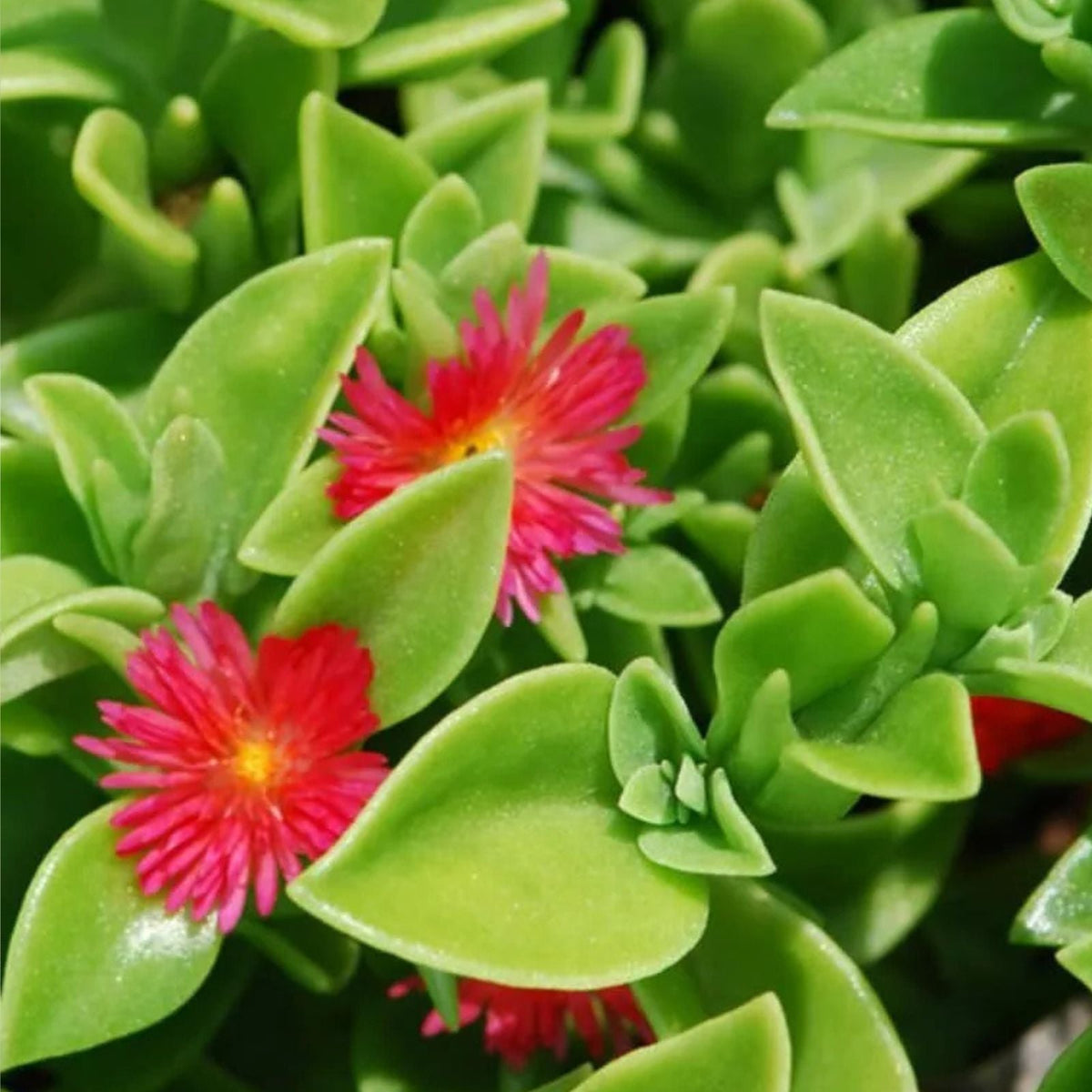 APTENIA Cordifolia Succulent Plants - 10 Baby Sunrose Red Apple, Pink Varieties for Indoor/Outdoor Gardening