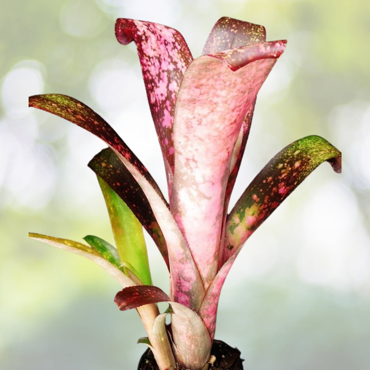 Live Bromeliad Plant - Billbergia Vriesea - Colorful Foliage Tropical Epiphyte Houseplant - Succulent Leaves
