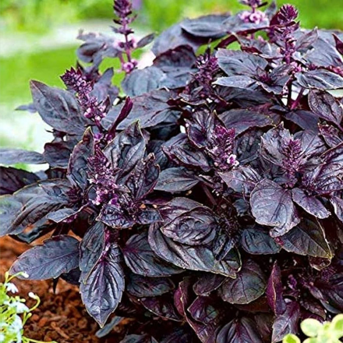 Purple Basil Herb Seeds 200 Count, Ocimum basilicum, Heirloom Variety for Home Gardening and Culinary Use