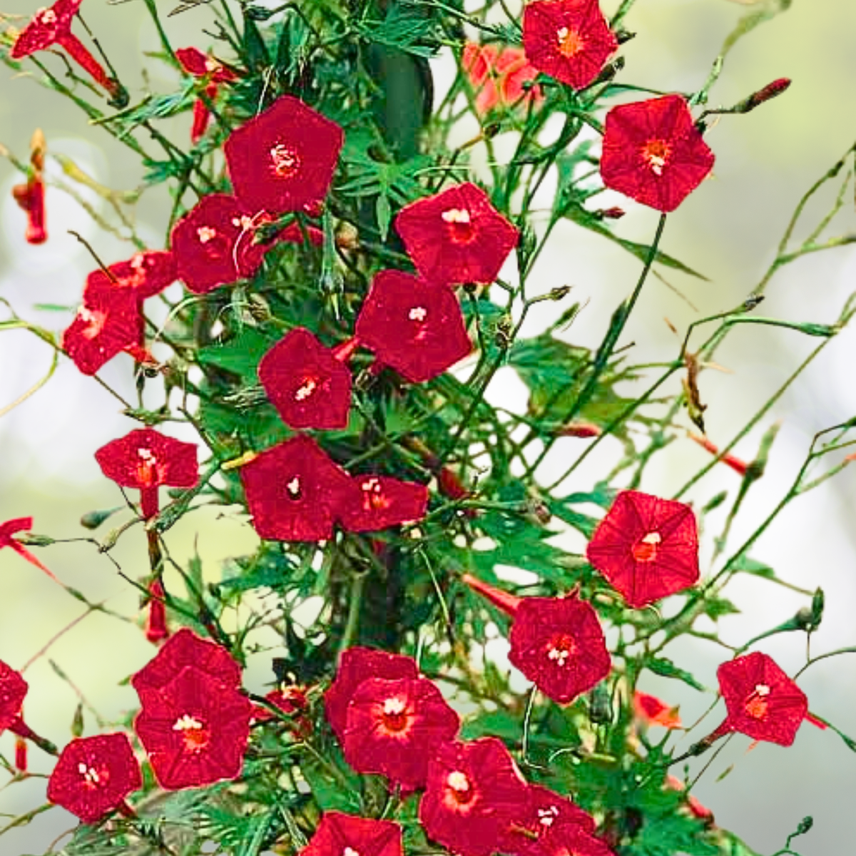 Cardinal Climber Vine Seeds - 50 Pack - Red Blooms - Morning Glory (Ipomoea quamoclit) - Pollinator Attractor